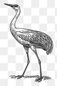 Crane bird png sticker illustration, transparent background. Free public domain CC0 image.