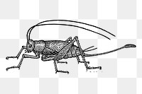 Cricket png sticker illustration, transparent background. Free public domain CC0 image.