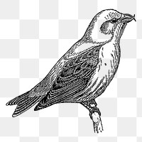 Crossbill bird png sticker illustration, transparent background. Free public domain CC0 image.