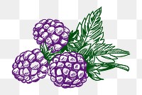 Blackberry png sticker illustration, transparent background. Free public domain CC0 image.