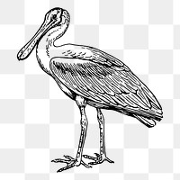 Spoonbill png sticker illustration, transparent background. Free public domain CC0 image.