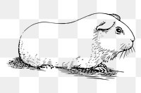 Guinea pig png sticker illustration, transparent background. Free public domain CC0 image.