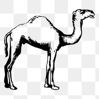 Camel png sticker illustration, transparent background. Free public domain CC0 image.
