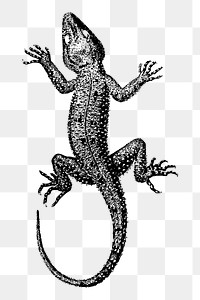 Basic lizard png sticker illustration, transparent background. Free public domain CC0 image.