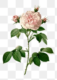 Cabbage rose png sticker illustration, transparent background. Free public domain CC0 image.