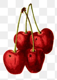 Cherry png sticker illustration, transparent background. Free public domain CC0 image.