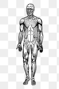 Human muscles png sticker illustration, transparent background. Free public domain CC0 image.