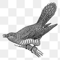 Cuckoo bird png sticker, vintage illustration, transparent background. Free public domain CC0 image.