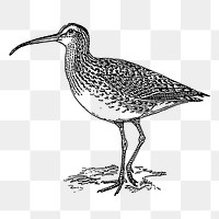 Curlew bird png sticker, vintage illustration, transparent background. Free public domain CC0 image.
