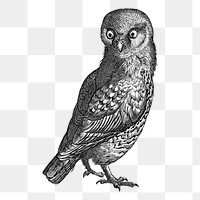 Owl png sticker, vintage illustration, transparent background. Free public domain CC0 image.