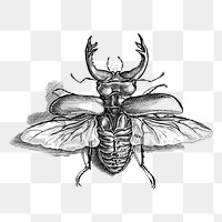 Beetle png sticker, vintage illustration, transparent background. Free public domain CC0 image.