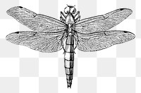 Dragonfly png sticker, vintage illustration, transparent background. Free public domain CC0 image.