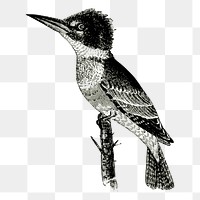 Kingfisher bird png sticker, vintage illustration, transparent background. Free public domain CC0 image.