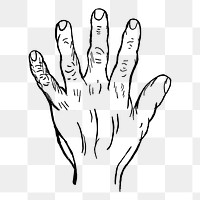 Back of hand png sticker, vintage illustration, transparent background. Free public domain CC0 image.