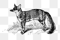Fox png sticker, vintage illustration, transparent background. Free public domain CC0 image.