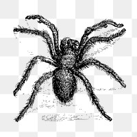  Tarantula, hairy spider png sticker, vintage illustration, transparent background. Free public domain CC0 image.