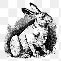 Rabbit png sticker, vintage illustration, transparent background. Free public domain CC0 image.