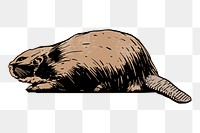 Beaver png sticker, vintage illustration, transparent background. Free public domain CC0 image.