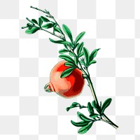 Pomegranate fruit png sticker, vintage illustration, transparent background. Free public domain CC0 image.