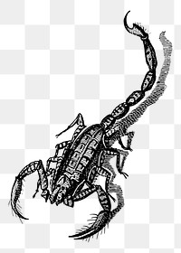 Scorpion png sticker illustration, transparent background. Free public domain CC0 image.