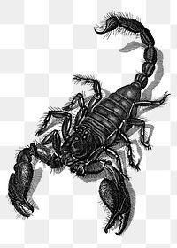 Scorpion png sticker illustration, transparent background. Free public domain CC0 image.