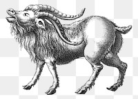 Mountain Goat png sticker illustration, transparent background. Free public domain CC0 image.