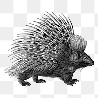 Porcupine png sticker illustration, transparent background. Free public domain CC0 image.