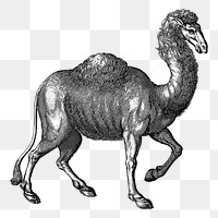 Camel png sticker illustration, transparent background. Free public domain CC0 image.