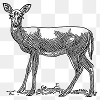 Deer png sticker illustration, transparent background. Free public domain CC0 image.