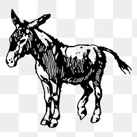 Donkey png sticker illustration, transparent background. Free public domain CC0 image.