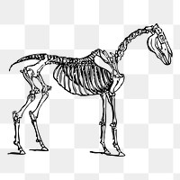 Horse bones png sticker illustration, transparent background. 