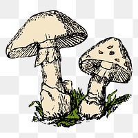 Mushroom png sticker illustration, transparent background. Free public domain CC0 image.