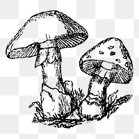 Mushroom png sticker illustration, transparent background. Free public domain CC0 image.