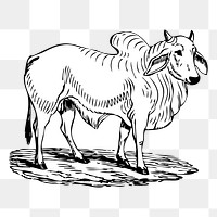 Brahman cow png sticker illustration, transparent background. Free public domain CC0 image.