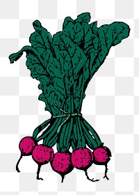 Beets png sticker illustration, transparent background. Free public domain CC0 image.