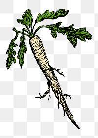 Radish png sticker illustration, transparent background. Free public domain CC0 image.