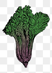 Vegetable png sticker illustration, transparent background. Free public domain CC0 image.