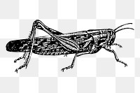 Locust png sticker illustration, transparent background. Free public domain CC0 image.