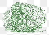 Cauliflower png sticker illustration, transparent background. Free public domain CC0 image.