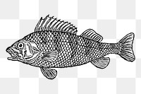 Fish png sticker illustration, transparent background. Free public domain CC0 image.