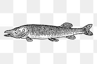 Pike fish png sticker illustration, transparent background. Free public domain CC0 image.