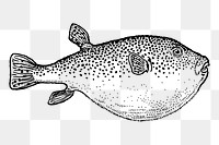 Blowfish png sticker illustration, transparent background. Free public domain CC0 image.