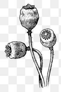 Poppy pods png sticker illustration, transparent background. Free public domain CC0 image.