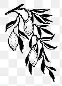 Lemon png sticker illustration, transparent background. Free public domain CC0 image.