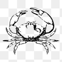 Crab png sticker illustration, transparent background. Free public domain CC0 image.