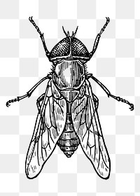 Fly png sticker illustration, transparent background. Free public domain CC0 image.