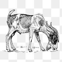 Goat png sticker illustration, transparent background. Free public domain CC0 image.