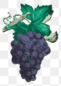 Grapes png sticker illustration, transparent background. Free public domain CC0 image.
