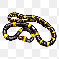 Snake png sticker, animal illustration, transparent background. Free public domain CC0 image