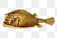 Exotic fish png sticker, animal illustration, transparent background. Free public domain CC0 image